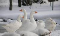 I NOSTRI PIATTI …QUANDO FUORI NEVICA
